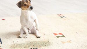 Dog lying beside a pet stain on the carpet, looking innocent