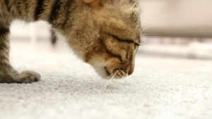 Cat curiously sniffing a pet stain on the carpet, showing interest in the area.