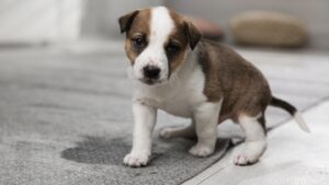 Adorable puppy sitting on a carpet with a visible accident stain nearby, looking worried and guilty